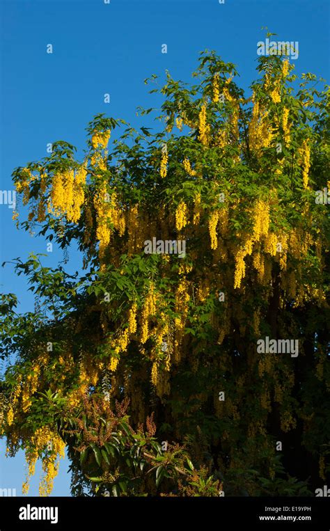 Laburnum tree hi-res stock photography and images - Alamy