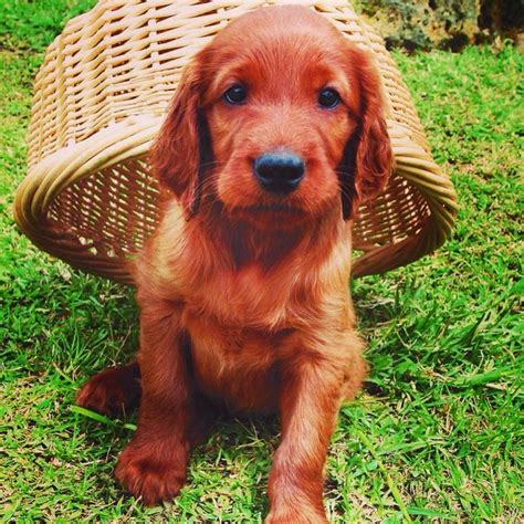 Little irish red setter puppy. This is the dog I want!!! | Irish setter puppy, Setter puppies ...