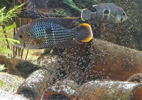 Green Terror Cichlid Care Guide - Size, Feeding & Breeding