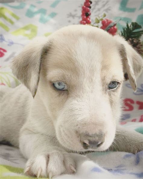 Husky Heeler puppy