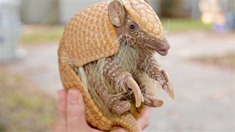 Southern Three-Banded Armadillo | BREC's Baton Rouge Zoo