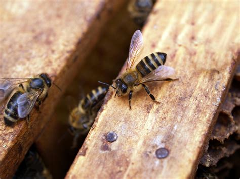 Macro Shot Photography of Black-and-yellow Bees · Free Stock Photo