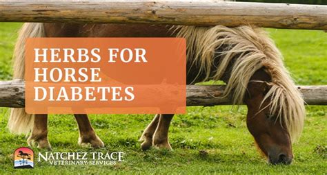 What's the Best Herbal Formulation for Horse Diabetes?