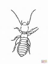 Silverfish Coloring Pages sketch template