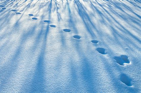 Footprints in the Snow Cover Stock Image - Image of freeze, covered: 34951619