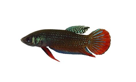 Betta Imbellis (Peaceful Betta): Care, Lifespan, Aggression - Fish Laboratory