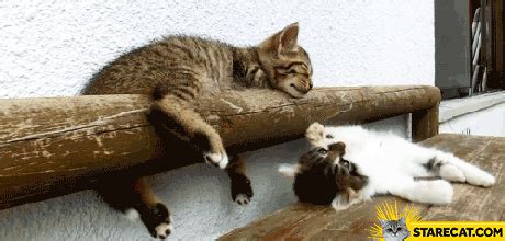 Animals Make Falling Look Very Funny (24 gifs) - Izismile.com