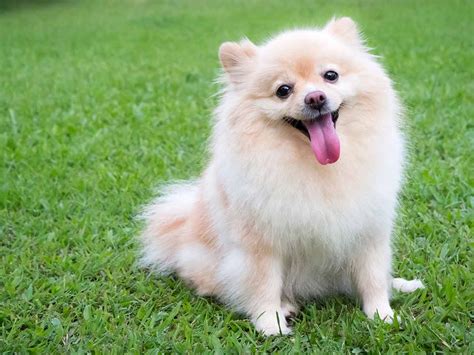 Most popular small breed dogs in the UK