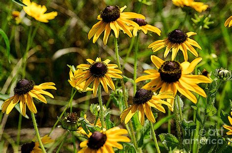 Rudbeckia hirta Photograph by Paul Mashburn