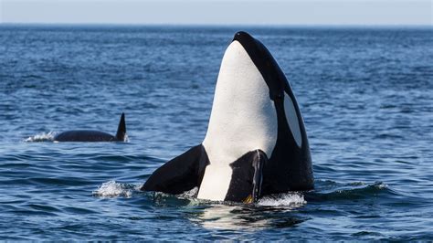 Orca Cares For Pilot Whale Calf in Never Before Seen Behavior ...