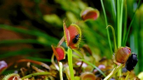 Venus Flytrap GIFs - Get the best GIF on GIPHY