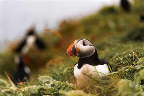 Puffins in Scotland: Where, When & How to See Them - Voyaging Herbivore