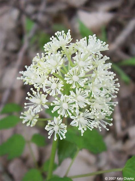 Actaea rubra (Red Baneberry): Minnesota Wildflowers