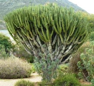 Euphorbiaceae Trees