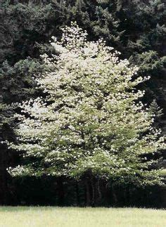 Cornus kousa 'Snow Tower' Snow Tower Kousa Dogwood from Willoway ...