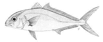 Greater Amberjack: Characteristics, habitat cultivation and more....