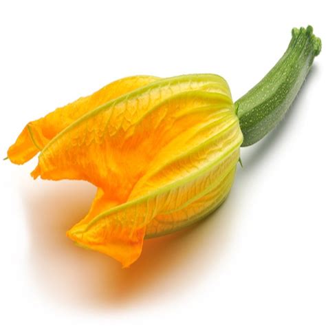 Courgette Flowers – Fresh Organic