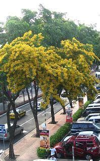 Philippine Native Forest Trees: PHILIPPINE NATIONAL TREE.