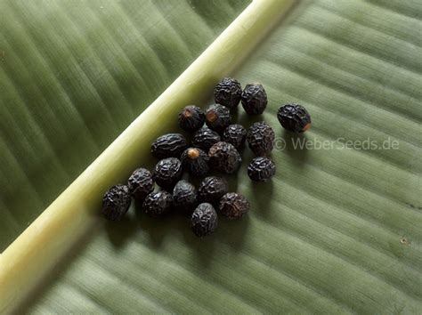 Sassafras albidum, White Sassafras - Seeds - plants - dried herbs