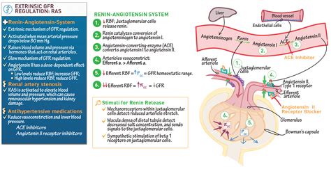 Regulation Of Gfr : What it is