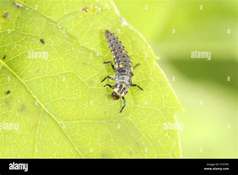 Larvae of the Ladybird or Ladybug, Coccinellidae family Stock Photo - Alamy