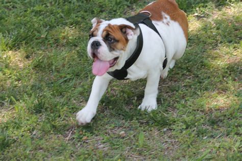 The Bulldog Harness is Extremely Important. Find out Why. – Bullymake Blog