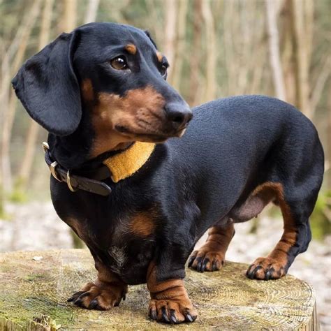 Are Long Haired Wiener Dogs Hypoallergenic