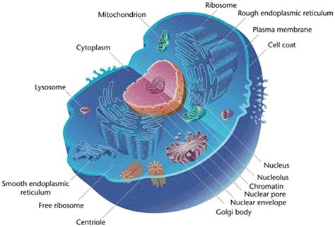 Eukaryotic Cell - Definition, Characteristics, Structure and Examples