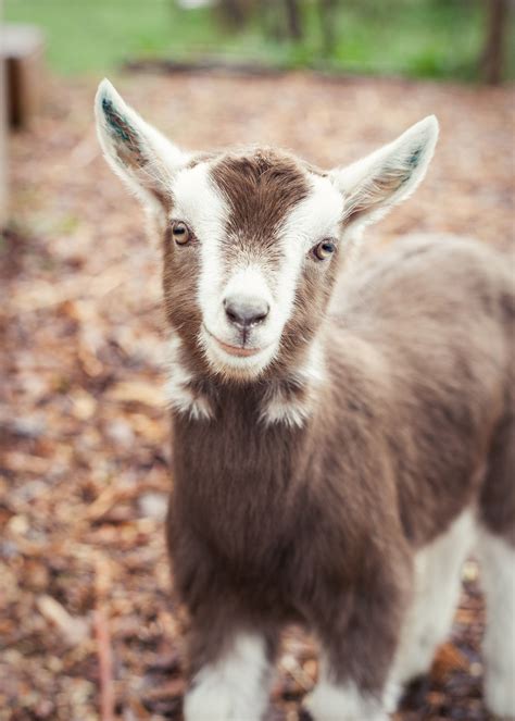 2020 Baby Goat Season — Puget Sound Goat Rescue