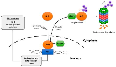 Mechanism Of Action Of Antioxidants