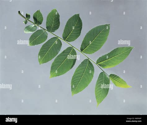 Botany - Juglandaceae. Black walnut (Juglans nigra). Even-pinnate ...