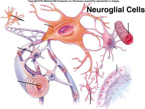 Neuroglia Cells Diagram | Quizlet