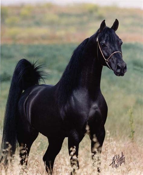 Arabian Black Arabian Horse, Black Horses, Wild Horses, Arabian Horses ...