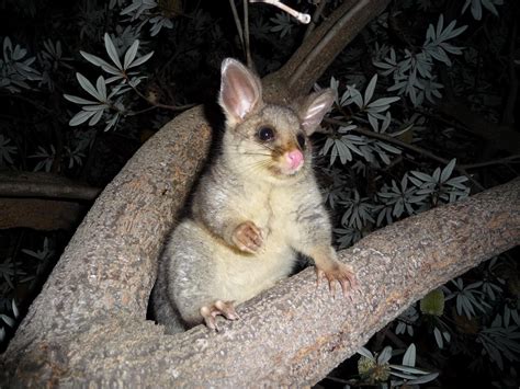 Common Brushtail Possum [IMAGE] | EurekAlert! Science News Releases