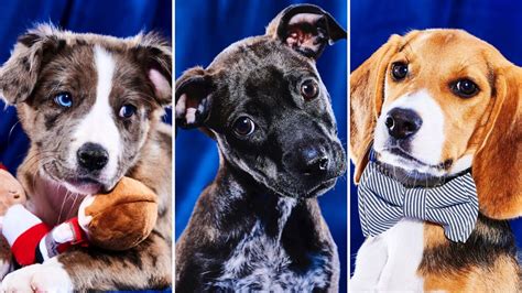 'Puppy Bowl XIX': Meet This Year's Adorable Roster of Adoptable Players (PHOTOS)