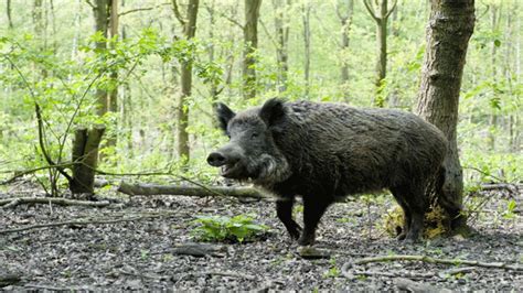 Hog Wild: Feral Pig Population Explodes In U.S | The Weather Channel