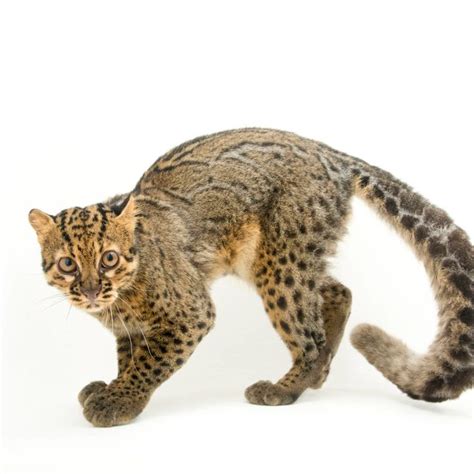 Marbled cat (Pardofelis marmorata). https://www.joelsartore.com/keyword ...