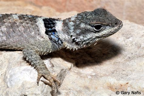 Texas Crevice Spiny Lizard - Sceloporus poinsettii axtelli