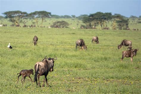 Wildebeest calving season. We had so many amazing experiences on our safari honeymoon in ...