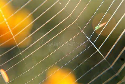 Colorful Drops Of Dew On The Spider Web. Stock Image - Image of spider ...