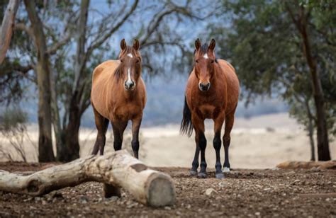 AJP Submission - Animal Justice Party Australia