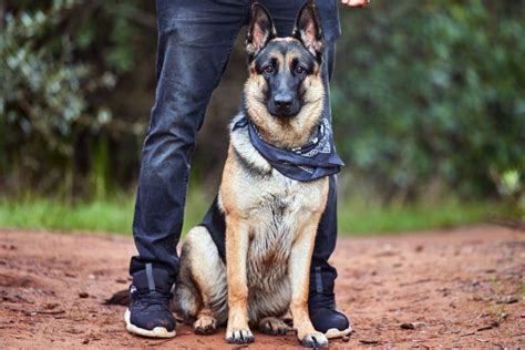 Big Guard Canine Breeds | LoveToKnow Pets - All