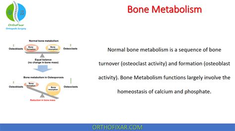 Bone Metabolism - Easy Explained | OrthoFixar 2024