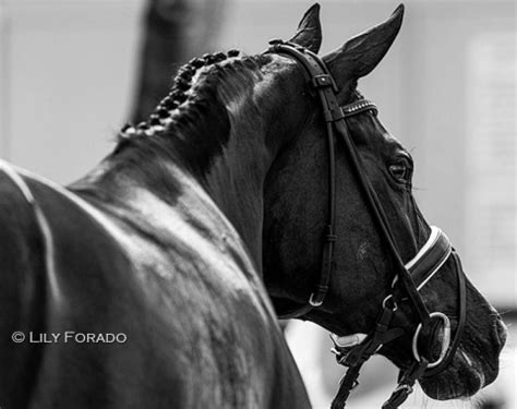 Photo Report: European Invasion at 2023 Global Dressage Festival