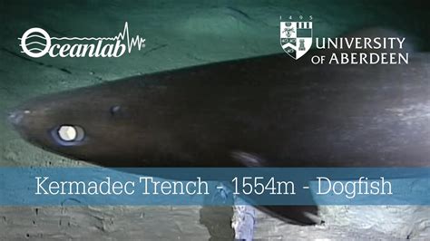 Kermadec Trench - 1554m - Dogfish - YouTube