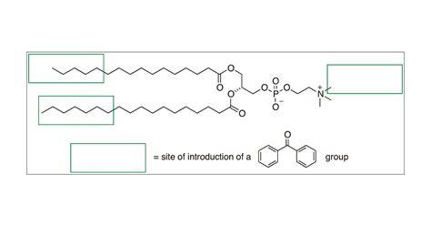 Synthesis of Benzophenone-Containing Analogues of Phosphatidylcholine ...