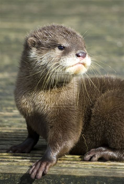 Baby River Otter ~ Gift Shop and New Ideas