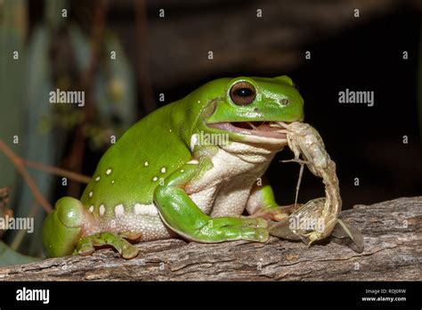 Frog insect eating hi-res stock photography and images - Alamy