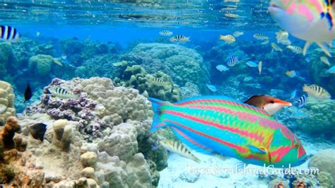 Snorkeling in Bora Bora: Where to Find the Best Snorkeling, Tahiti