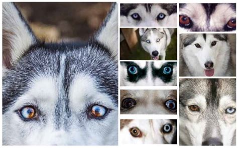 What is a Husky? Learn about Siberian Huskies | Forever Husky